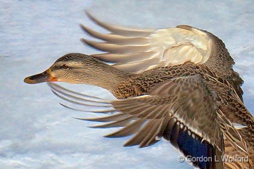 Mallard Landing_13829.jpg - Mallard Duck (Anas platyrhynchos) photographed at Ottawa, Ontario - the capital of Canada.